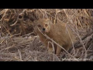 Yellow Mongoose vs Meerkat. Part 1/2