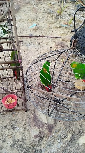 Exploring the Serindit Bird of Borneo