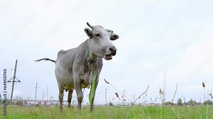 Grey cow eating green grass on the field. One animal looking at the camera. Cattle farmland. Close-up. Nature life. Livestock in the meadow. Organic food.