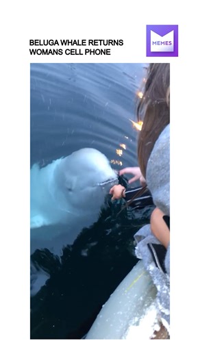 Beluga whale returns woman's phone to her | Memes