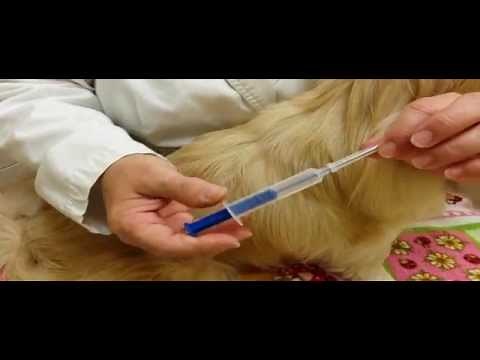 Pet Tips - Microchip Your Pet