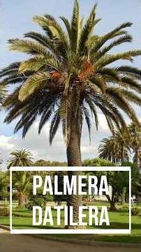 🌴😱 ¡ESTA PALMERA PRODUCE LOS FAMOSOS DÁTILES! 🌴✨ CONOCE LA PALMERA DATILERA #plantas #flores