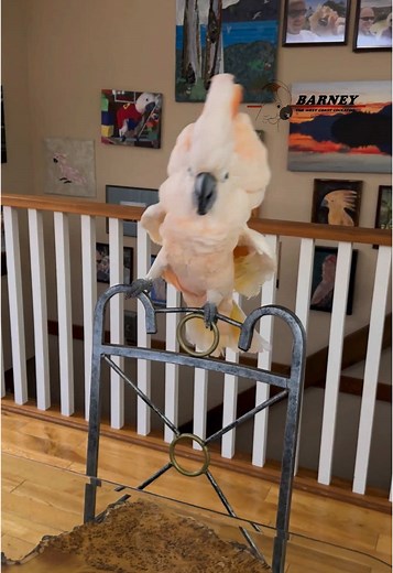 Barney the West Coast Cockatoo - Happy Prince Adventure