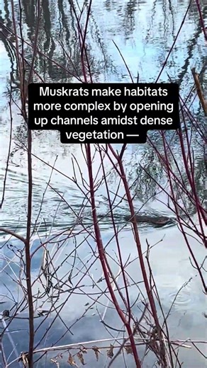 Muskrat, manager of emergent vegetation