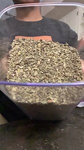 Mullein Leaf C/s ~ Verbascum Thapsus ~ 100% Premium Organic 2oz - Etsy Canada