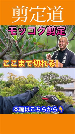 《モッコク剪定》どんなふうに切るか！！三叉ルール とは #剪定方法 #庭作業 #庭木の管理 #モッコク #初心者 #小さくする