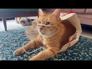 30 MINUTES Funny and Cute Cats Are a Source of Good Mood 🤣