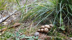 Couple of puffballs crushed with a stick that emit spores