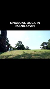 41K views · 814 reactions | Rare video of an unusual duck in Mankayan. #BADTHEWRONG | FDG Stages | Facebook