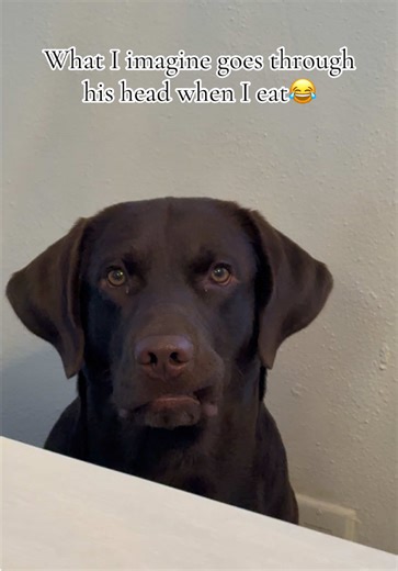 Milo's Funny Stare Down: A Labrador's Food Antics