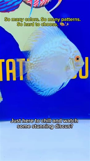 August Discus Sale! All discus are 10–40% OFF all month long! Check out the variety and grab your favorites before the sale ends August 31st! https://goldenstatediscus.com/ | Golden State Discus