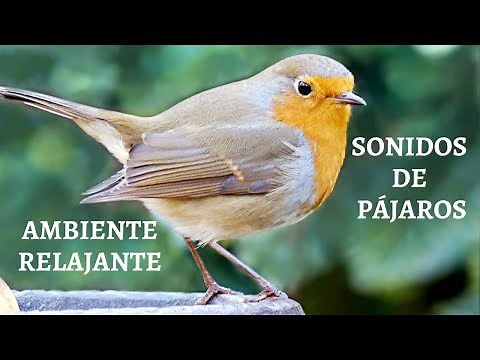CANTOS DE PÁJAROS Sonidos Naturales