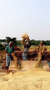 185K views · 993 reactions | Oldeat Way of Paddy Threshing: Hi...