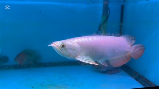 SUMO Series 8-9” MGBBXB SUMO Super Sumo Full Pearlie Full cross If you’ve missed the previous drop, it’s back! Limited qty - only 2 piece available | The Dragon Den | Facebook