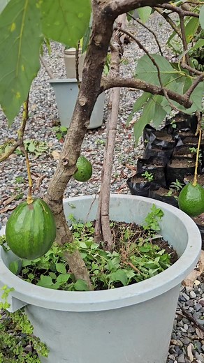 Consejos para plantar aguacate en maceta