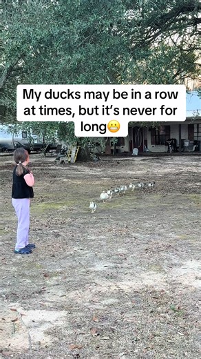 The Unpredictable Life of Ducks