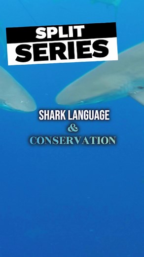 Understanding Shark Behavior and Conservation Issues
