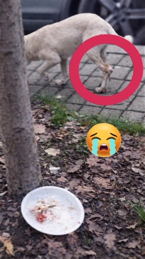 Poor Homeless Dog with broken leg 😭