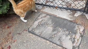 1.1K views · 184 reactions | Cindy ❤️ Cindy aced her cat scan. We...