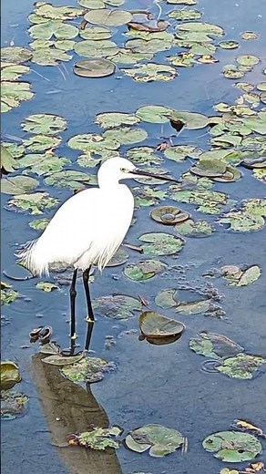 【香港寶藏景點】 香港濕地公園，不可錯過的美好 #落雨杉 #香港濕地公園 #香港好去處 #親子好去處 #週末好去處 #香港自由行 #治愈 #hongkongwetlandpark #hkweekend