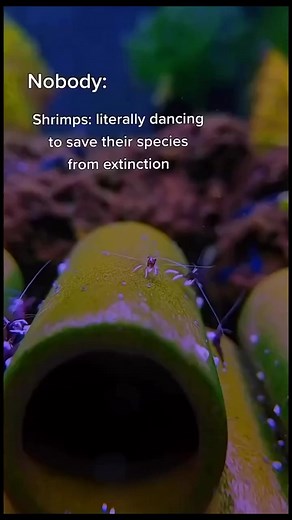 1.8K views · 23 reactions | SHRIMP STORM 戀 Credit: @shrimply.beautiful #edm #sandstorm #shrimp #funny #meme #darude #dance #dancing #funnyvideo #edm #dancinganimal | YOUDJ app | Facebook
