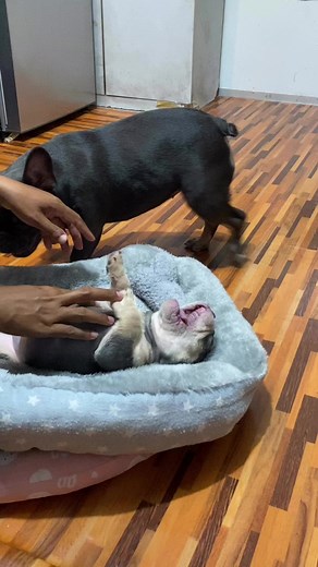 732K views · 10K reactions | #puppy2023 #viral #frenchbulldog #puppies #morelife #bulldog #video #nurf #newborn #newarrivals #dogslife #dogoftheday #frenchbulldogs #nurf #zazathefrenchie #nurfthefrenchie #bulldogs #cute #kiss #cutepuppy | Nurf | Facebook