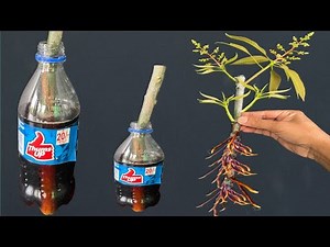 SUPER SPECIAL TECHNIQUE for propagating MANGO using sting to stimulate super fast growth