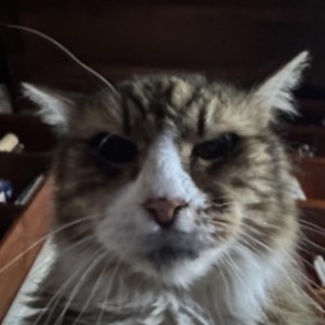 aussieben_ - Twitch