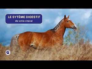 Comprendre le système digestif du cheval en 10 minutes