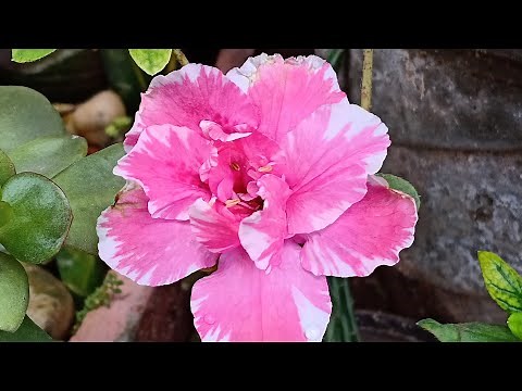 Azalea Plant Care Part - 1 | Azalea Potting mix