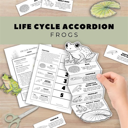 Frog Life Cycle Accordion Activity, Elementary Biology, Color Cut Paste Worksheet, Homeschool Printable PDF, Animal Science Amphibians Craft - Etsy