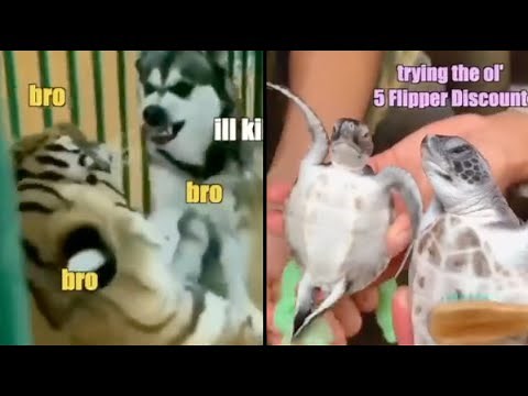 Best Animal Voiceovers - Ep. 28