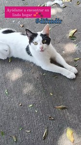 74 reactions · 18 shares | Me ayudas a encontrar un lindo hogar  gatita , ESTERILIZADA y con mucho amor, tiene un año por lo menos 朗.. no merece estar en la ka calle 凉 cali  algo serio y para toda la vida 珞 #viral #adoptanocompres #DIFUNDIR | Moro Llenando Pancitas | Facebook