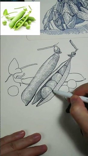 Micron Pen Drawing | How to Draw a Simple Bean Pod — Line Art Tutorial for Beginners #drawing