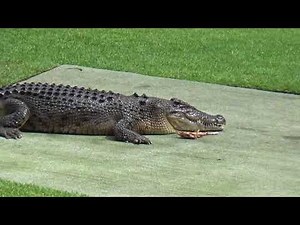 Australia Zoo Wildlife Warriors show pt3