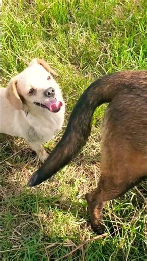 #malinois #puppy #animals #viral #motivation #live #shortvideo #dog