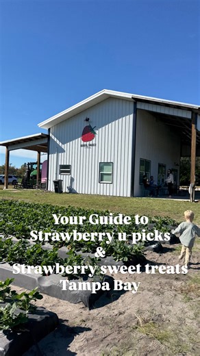 Toddler Friendly Tampa Bay on Instagram: "🍓 Strawberry Season is HERE in Tampa Bay! 🍓 Whether you want to U-Pick, grab fresh berries, or just go straight for the strawberry shortcake, these local spots are officially open (or opening soon!) and perfect for family outings with littles 👩‍🌾👶 🍓 U-Pick & Farm Stops 🍓 Three Sons Farms 📍 3830 McIntosh Rd, Dover, FL 🕙 OPEN DAILY this week (through 1/2) | 10 AM – 5 PM 🧺 U-Pick hours resume Friday–Sunday 🍓 Berry Sweet Acres 📍 5621 W US Highway