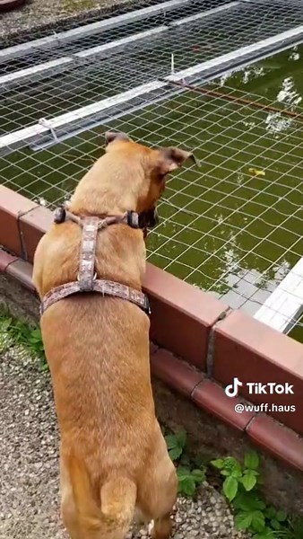 Mocca: Treuer Jack-Russell-Mischling sucht ein Zuhause