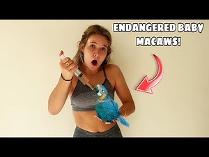 HAND FEEDING CRITICALLY ENDANGERED MACAWS!