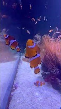 Amazing Underwater creatures #travel #london #sea #creature #aquarium #fish #life #foryou #uk