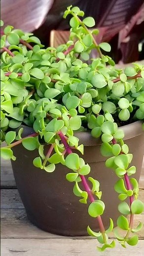 Benefits of elephant bush plant