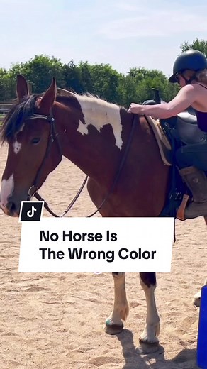 Exploring Horses of TikTok: Free Spirit Equestrian