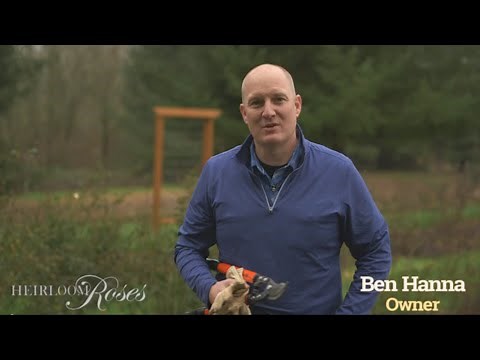 How To Prune Your Own Root Rose