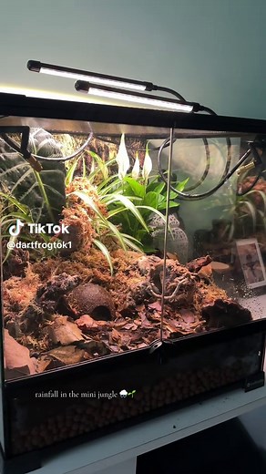 The rainforest is coming to life! My bioactive enclosure is settling in, and the poison dart frogs arrive next week 🐸💚 #bioactive #enclosure #nature #rainforestvibes #frogs