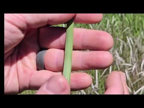 Invasive Species in the Panhandle - Cogongrass