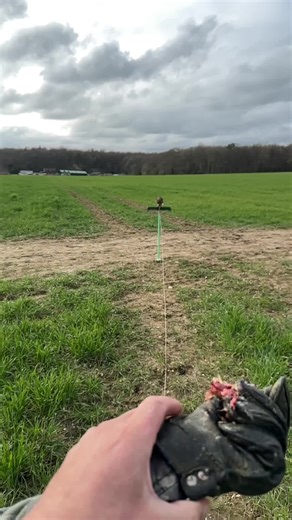 #sparrowhawk #hawks #raptor #birds #bordsoftiktok #birdsofprey #hunter #accipiter #young #experience #beautiful #fyp #fypシ #foryoupage #hawkingabout #falconry #falconrylife #falconeria #falconry_love #birdlovers #iphone14promax #iphone #iphonephotography #challange