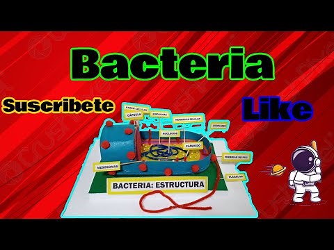 Como hacer una maqueta de una bacteria de carton