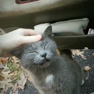 There's nothing quite like a feline 'greeting'. How does your cat say "Hello" to you? #WorldHelloDay | Cats Protection