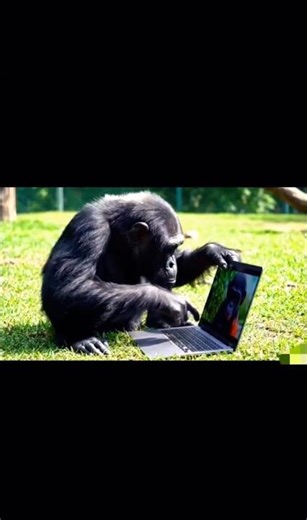 POV: Your IT Guy Is a Chimpanzee 🐵💻#ai #chimpanzee #cuteanimals