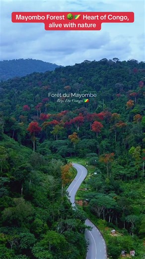Discover Mayombo Forest in the Republic of Congo, a lush sanctuary where nature reigns supreme 🌍💚. This forest is alive with towering trees, winding trails, and the gentle chorus of birds, insects, and rustling leaves. Every step feels like stepping into a living painting, where sunlight filters through the canopy and highlights the vibrant greens all around. Mayombo isn’t just scenery; it’s a world of life. Streams trickle quietly, wildlife thrives, and the air carries the rich, earthy scent 